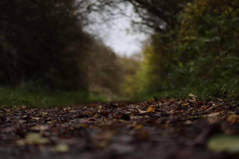 Blackwell Woodland Trail - Image 1