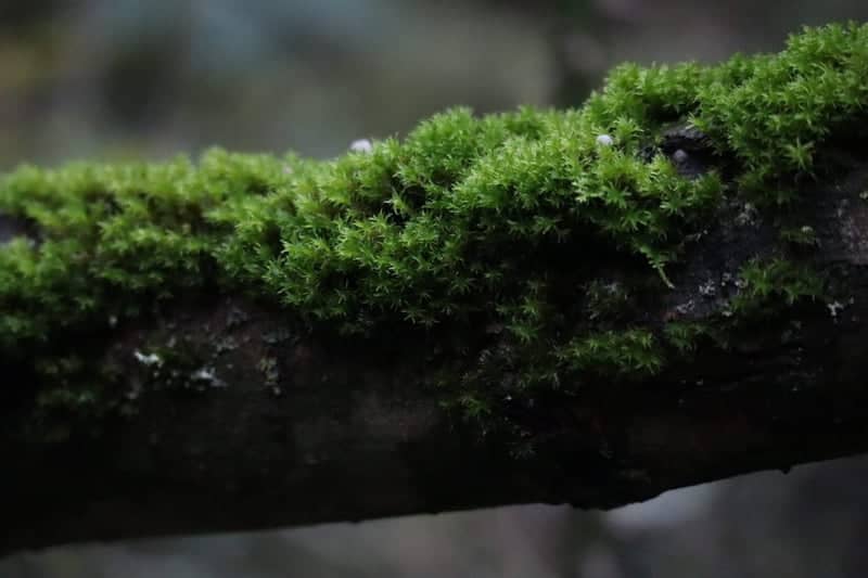 Tees Valley Woodland - Image 1