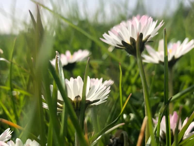 Darlington Wildflower Patch - Image 1