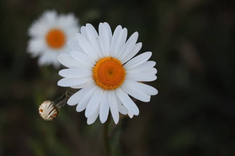 Darlington Garden Flora - Image 1