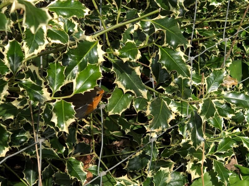 Middleton St George Hedgerow - Image 1