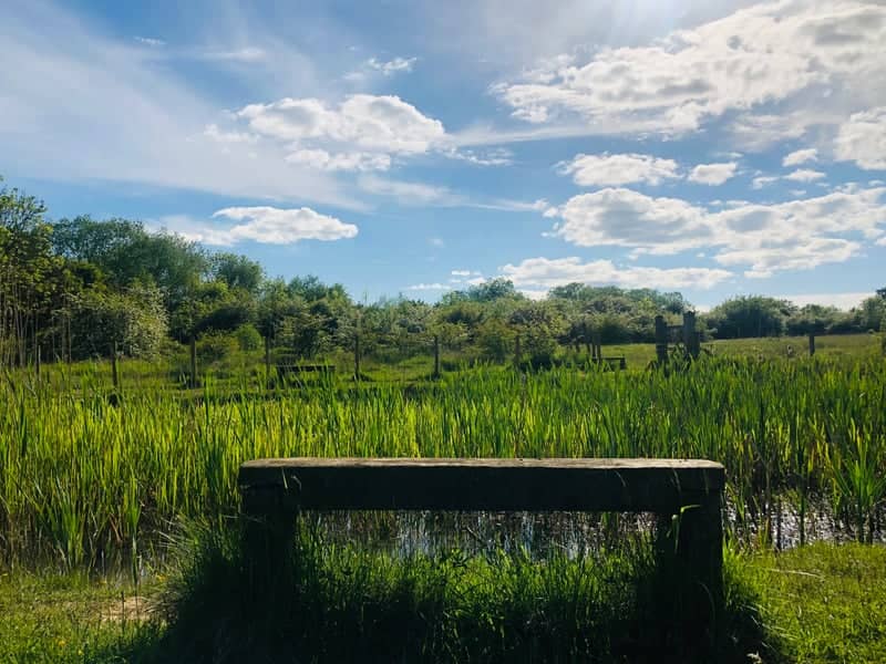 Maidendale Nature Reserve Marsh - Image 1