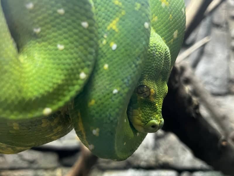 Scarborough Reptile Exhibit - Image 1