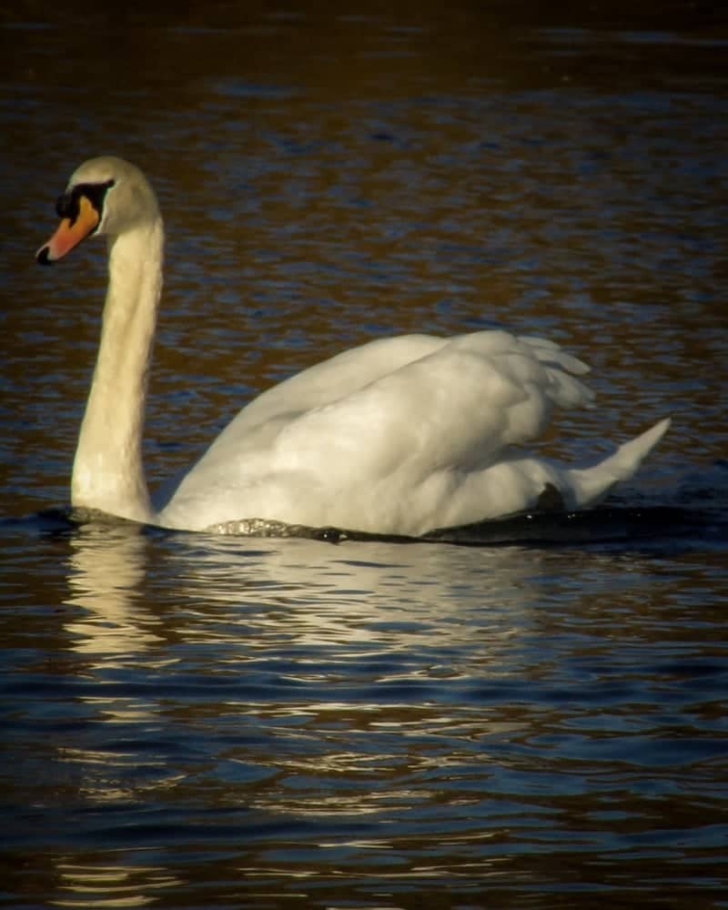 Anton Lakes Nature Reserve - Image 1