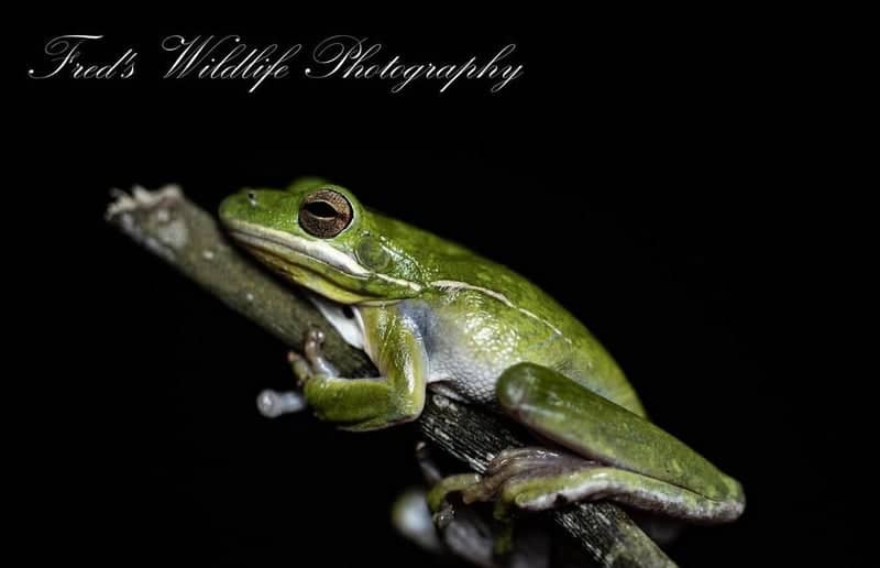 Pensacola Suburban Wildlife Habitat - Image 1