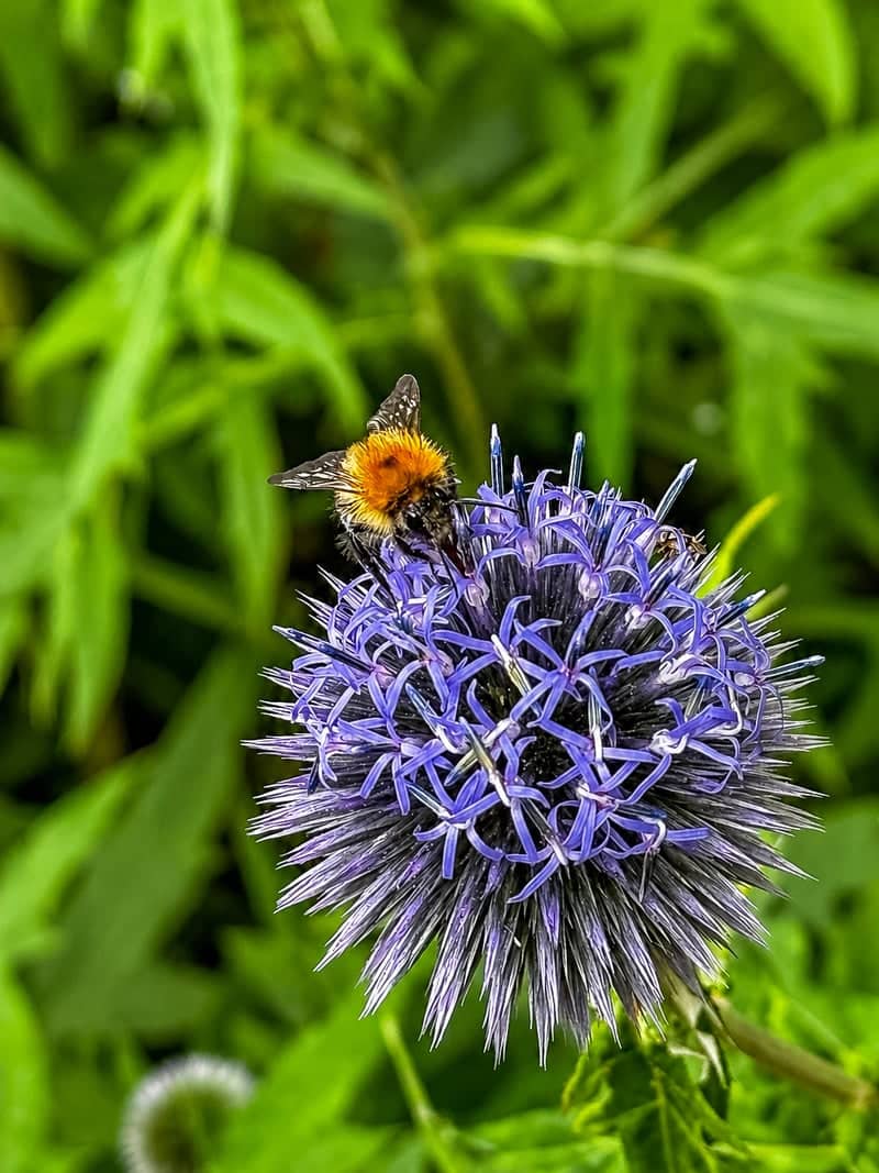 Luddenden Foot Wildflower Garden - Image 1