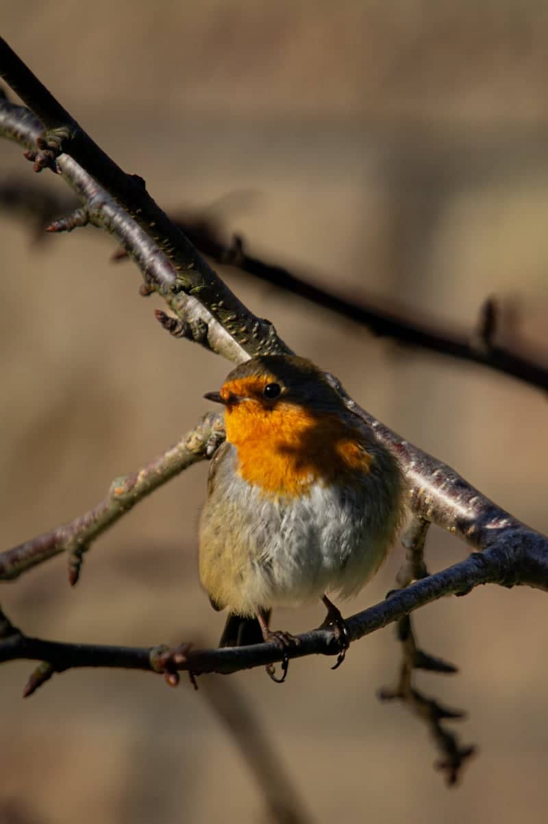 Dunfermline Garden Wildlife - Image 1