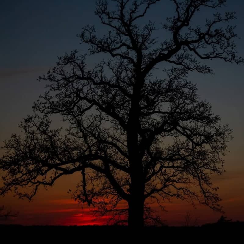 Miamisburg Sunset Tree - Image 1