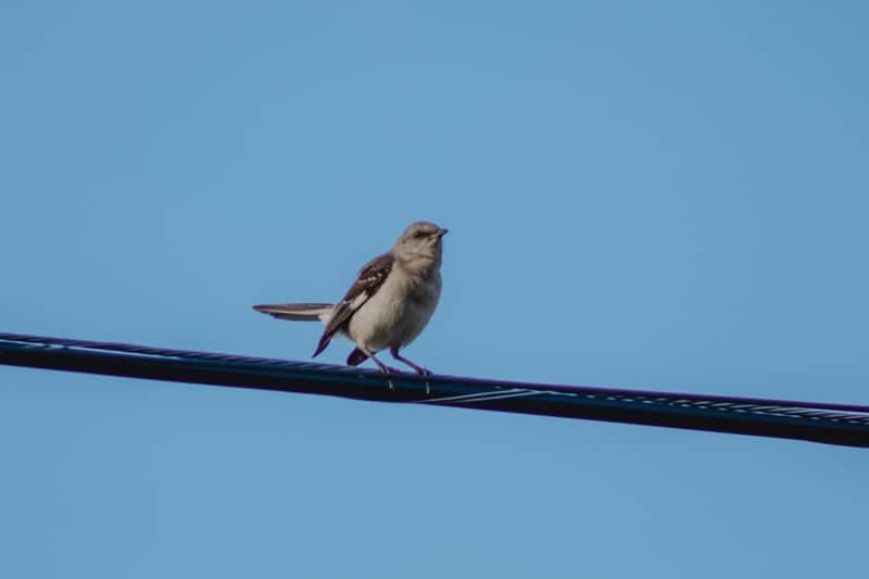 Croy Street Birding - Image 1