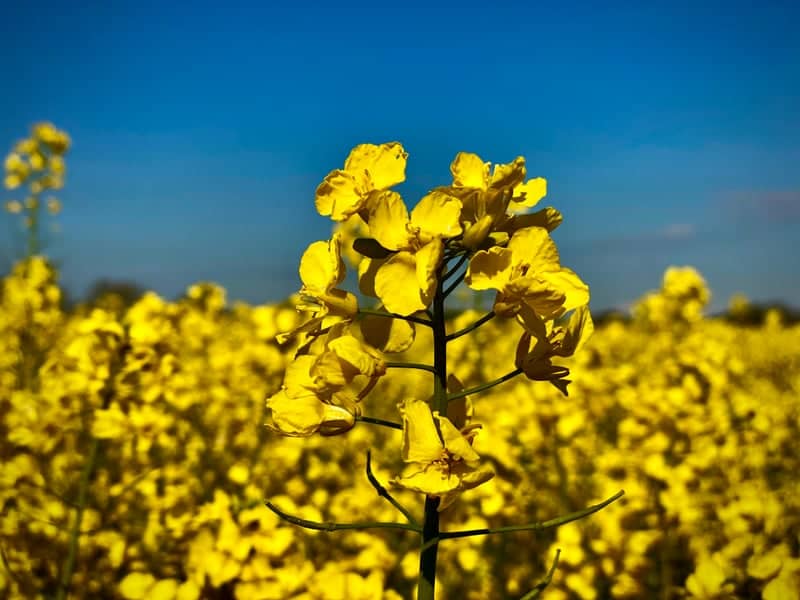 Tarrant Rushton Rapeseed Fields - Image 1