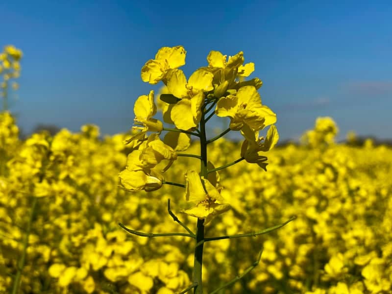 Tarrant Rushton Rapeseed Fields - Image 1