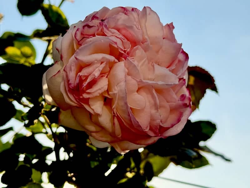 Stourpaine Village Garden - Image 1