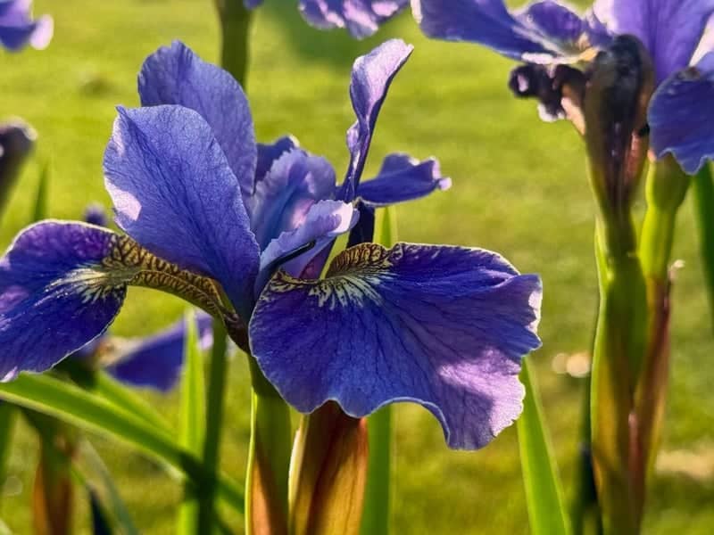Stourpaine Village Gardens - Image 1