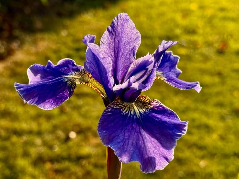 Stourpaine Village Gardens - Image 1