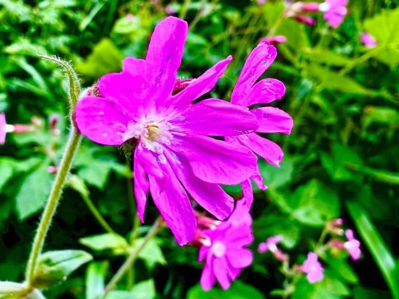 North Dorset Trailway - Image 1