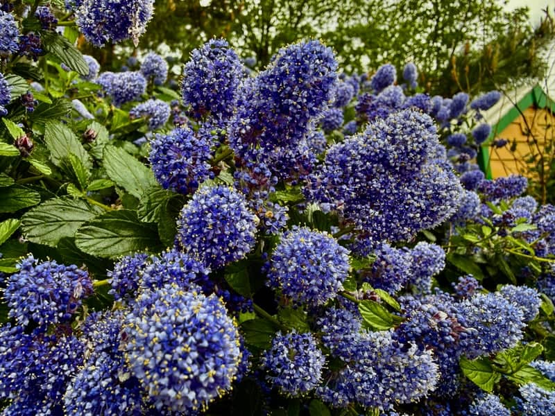Gillingham Garden Blooms - Image 1