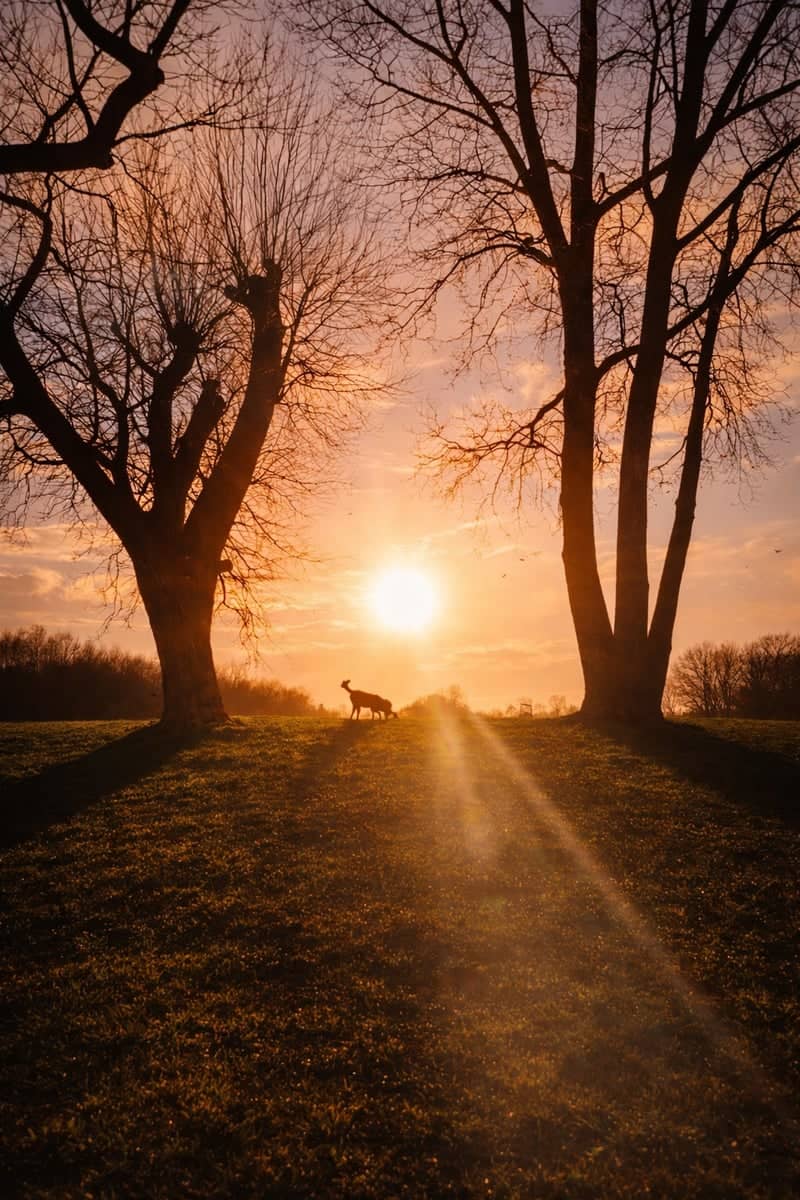Taunton Meadow Sunset - Image 1