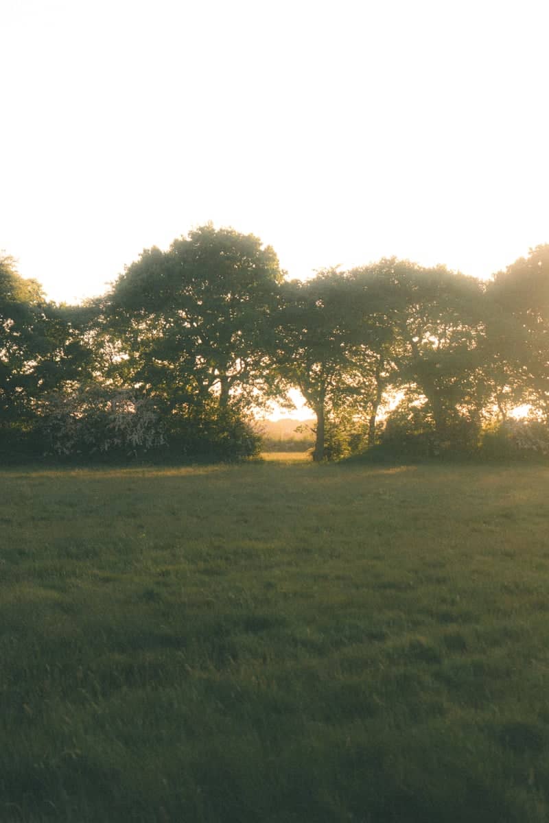 Sark Court Meadow - Image 1