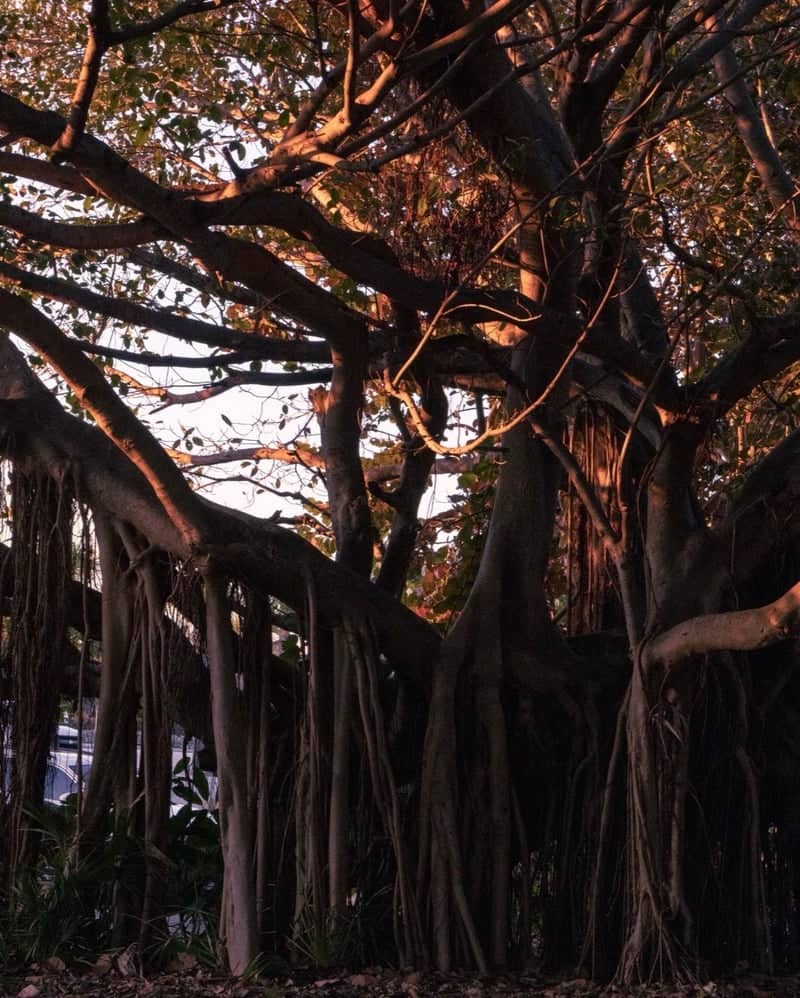 Lake Worth Banyan Tree - Image 1