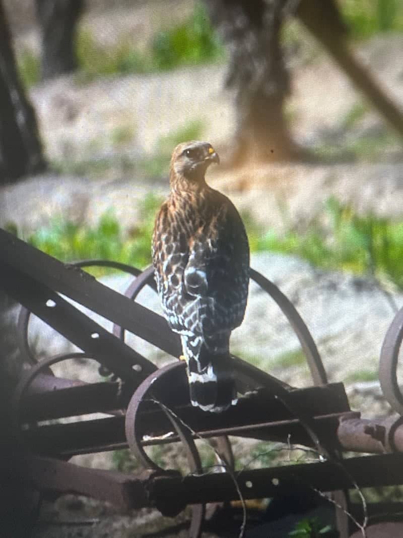 Kerman Orchard Wildlife - Image 1
