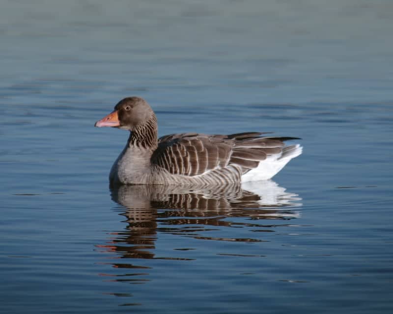 Ferry Meadows Lakes - Image 1
