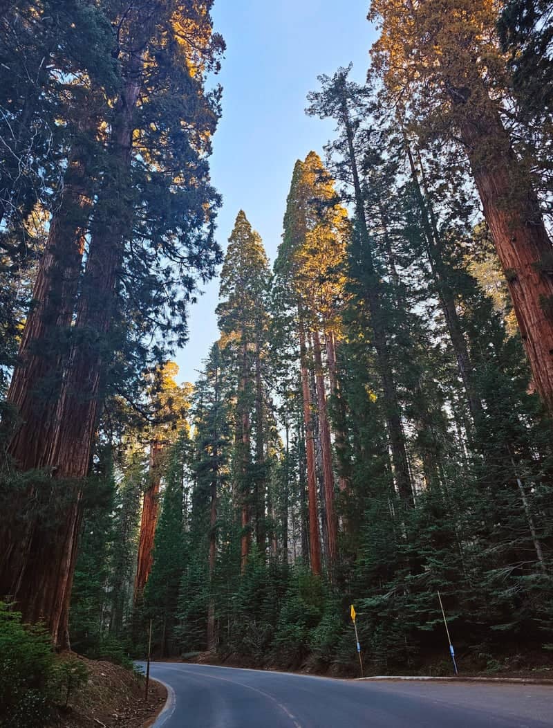Generals Highway Giant Forest - Image 1