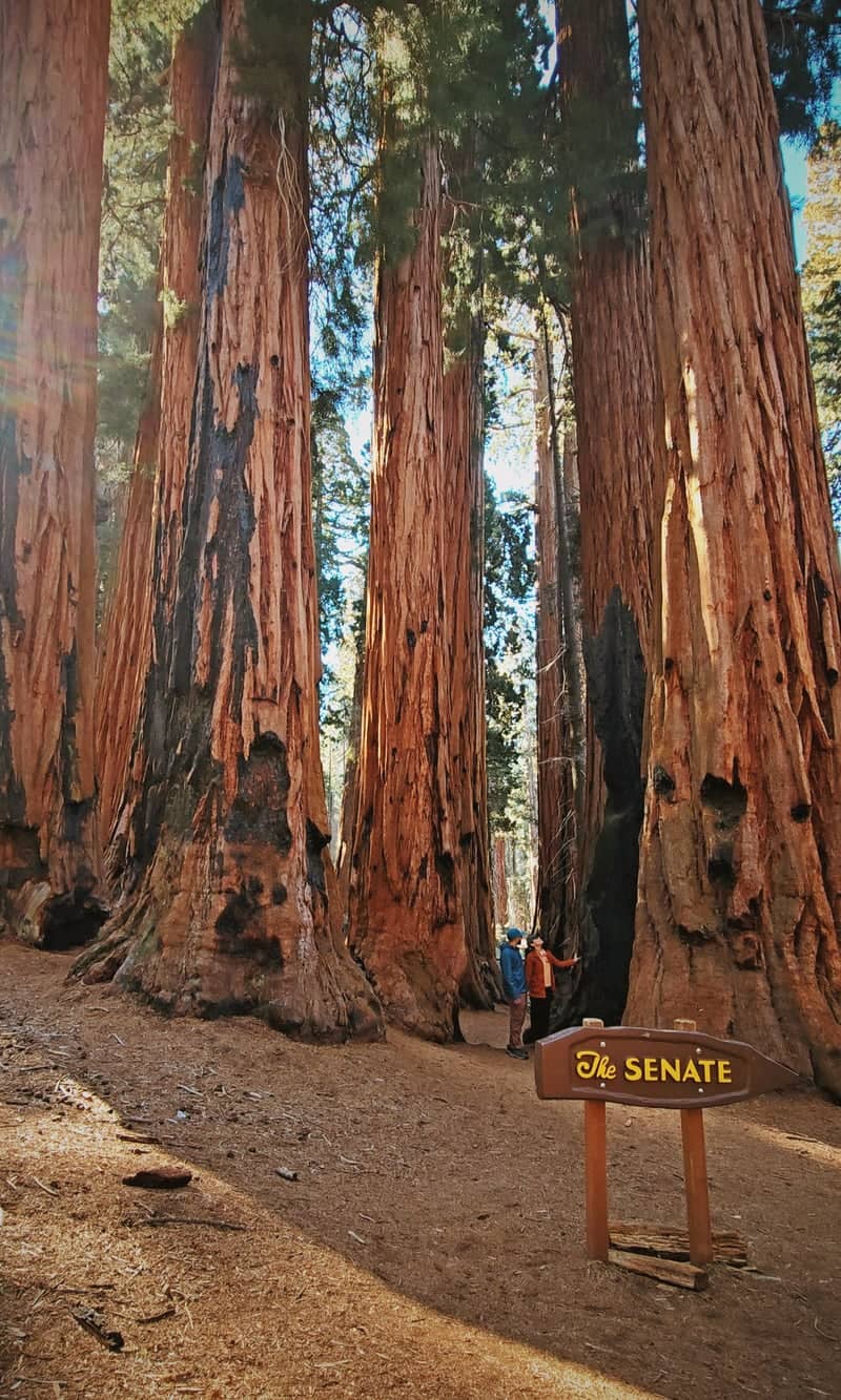 The Senate, Sequoia National Park - Image 1