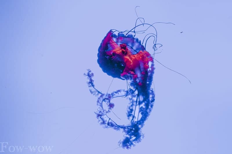 Ripley's Aquarium of Myrtle Beach - Image 1