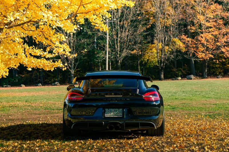 Westfield Autumn Foliage Backdrop - Image 1