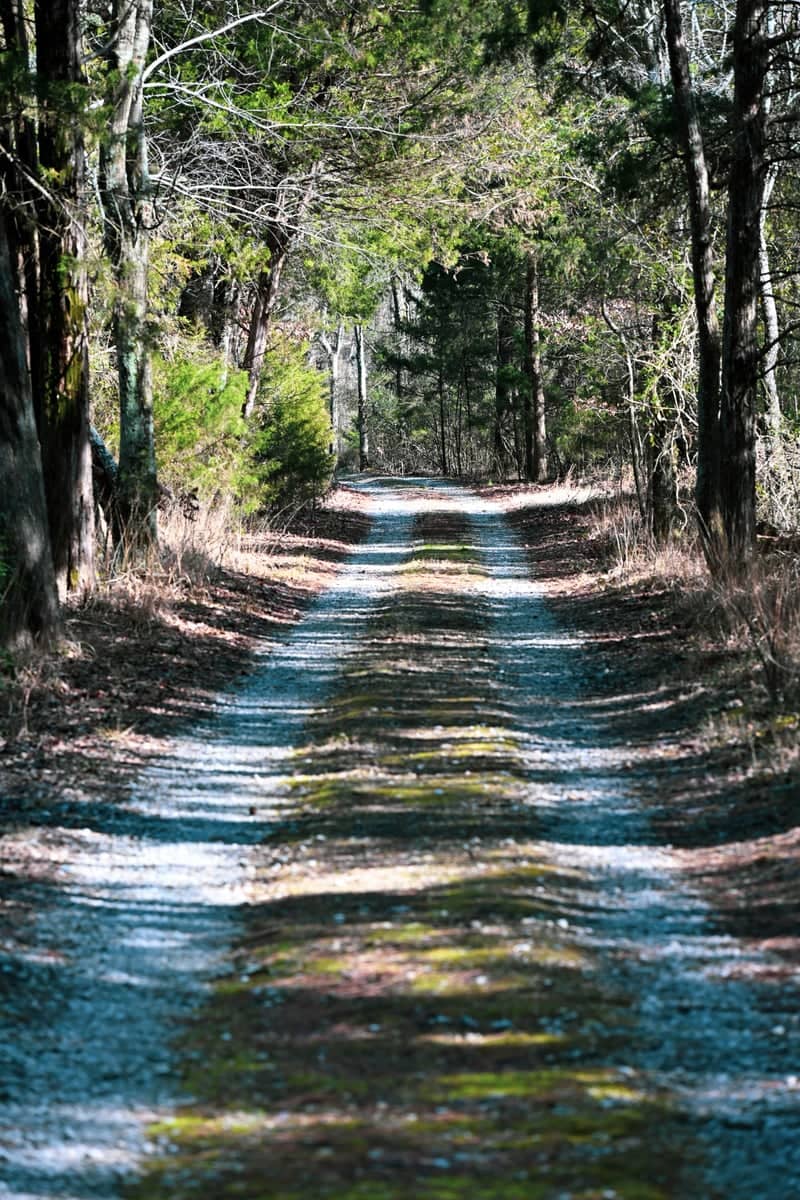 Mill Creek Greenway Woodland Path - Image 1