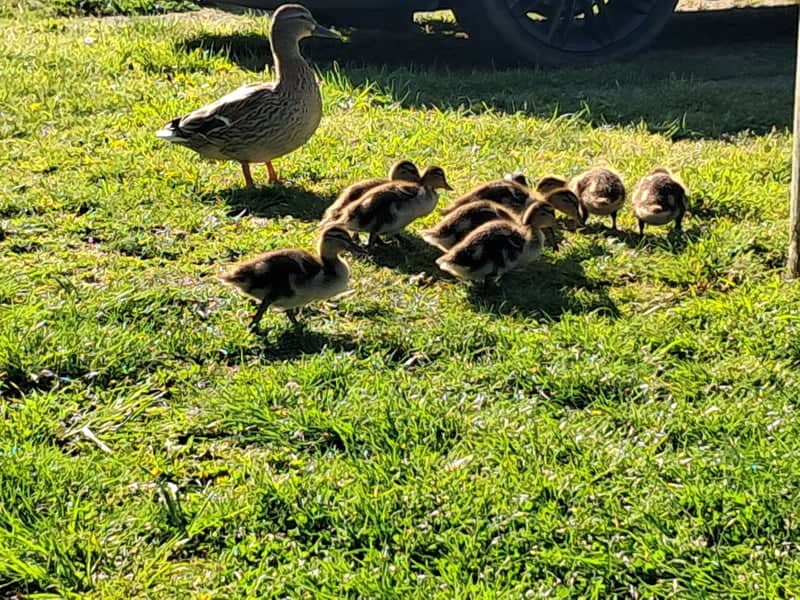 Gershwin Boulevard Duck Pond - Image 1