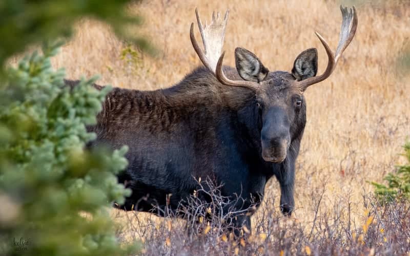 Almont Wildlife Habitat - Image 1