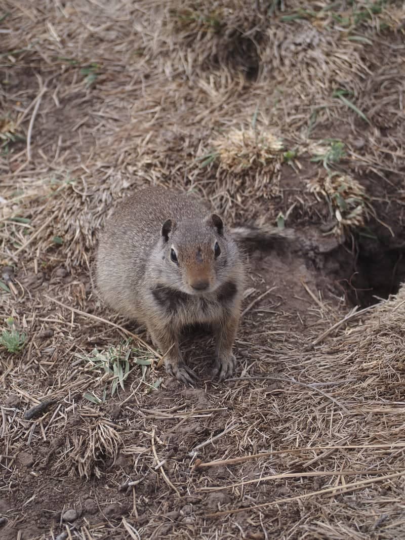 Coalville Wildlife Habitat - Image 1