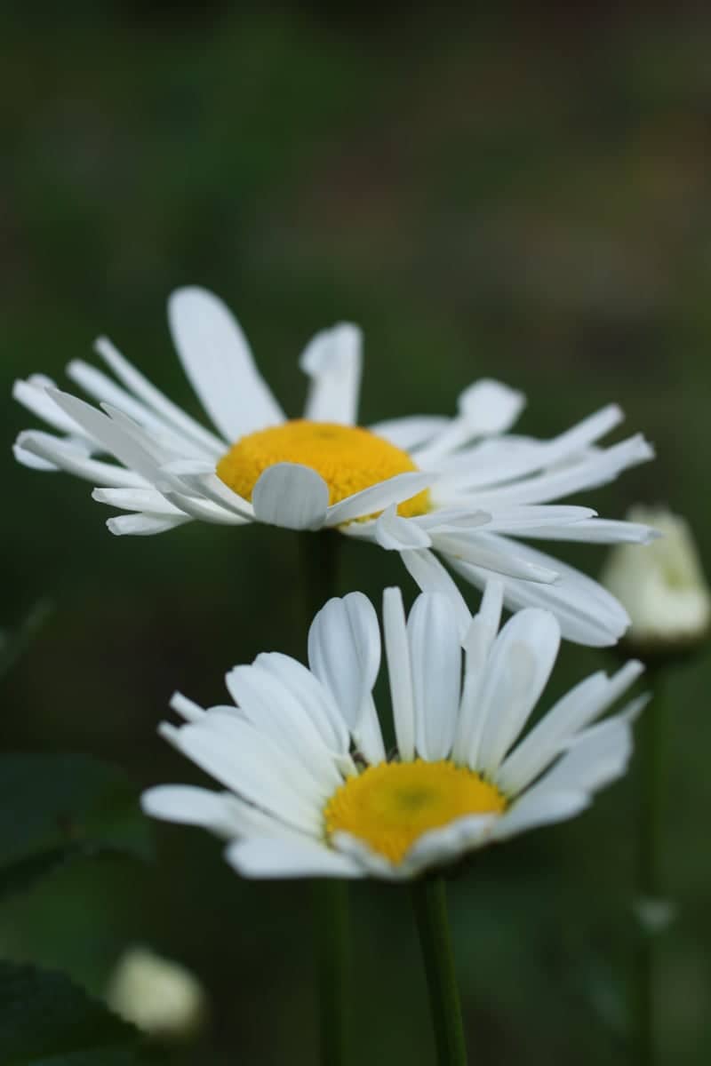 Highfields Park Garden - Image 1