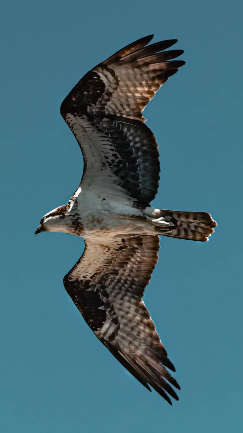 Back Bay National Wildlife Refuge - Image 1