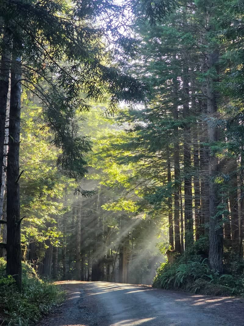 Parkway Drive Redwoods - Image 1