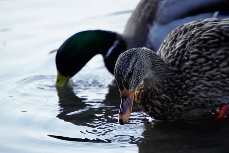 Southampton Common Pond - Image 1
