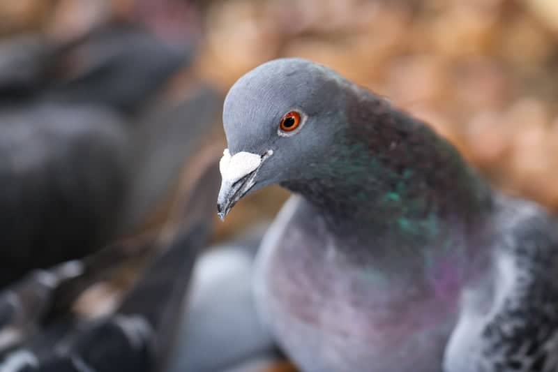 Corby Urban Wildlife Area - Image 1