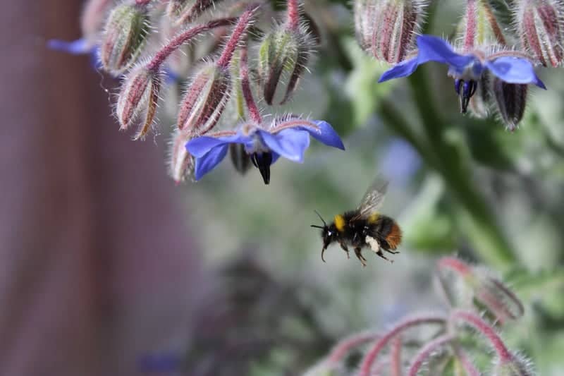 Corby Garden Macro Spot - Image 1
