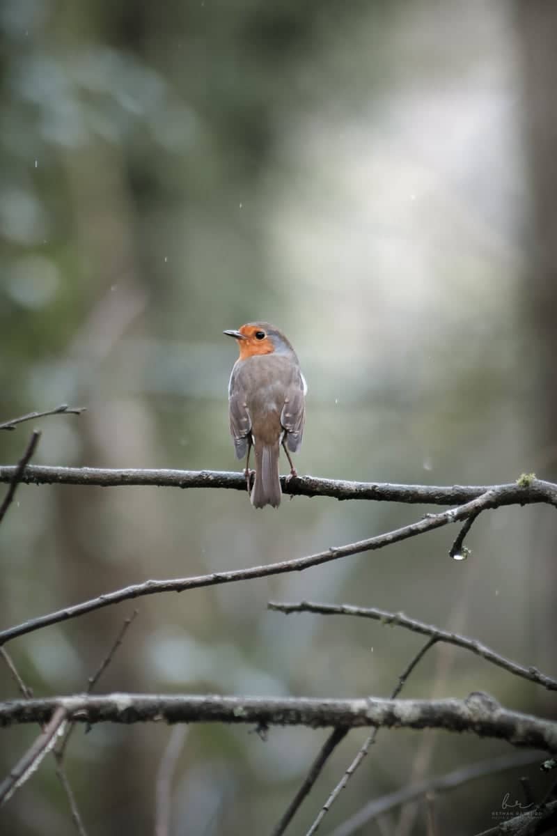 Farringdon Woodland - Image 1