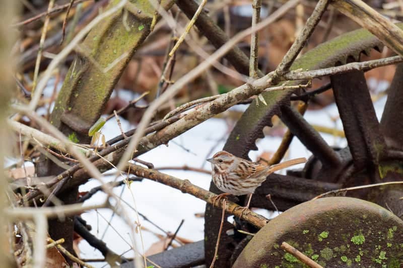 Rustic Machinery Bird Habitat - Image 1
