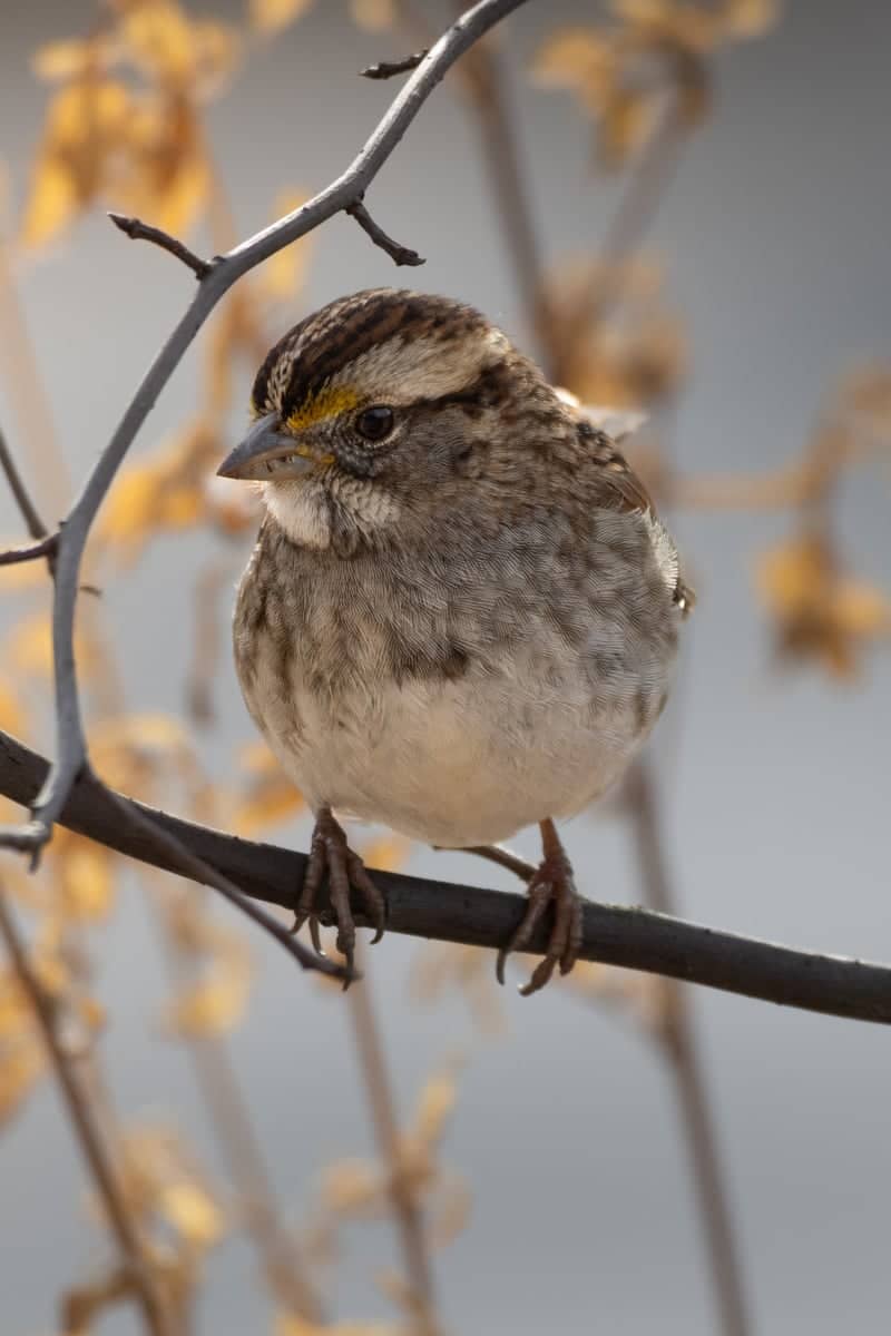 Richmond Urban Birding - Image 1