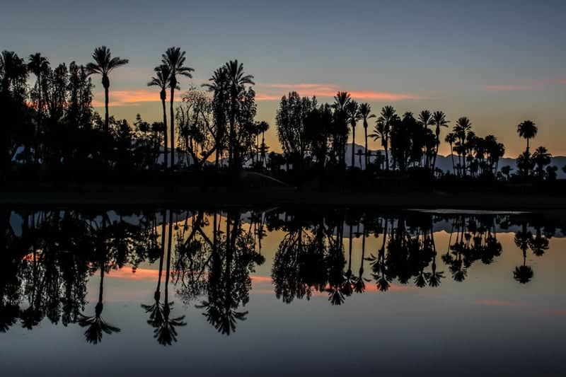 Rancho Mirage Palm Reflection - Image 1
