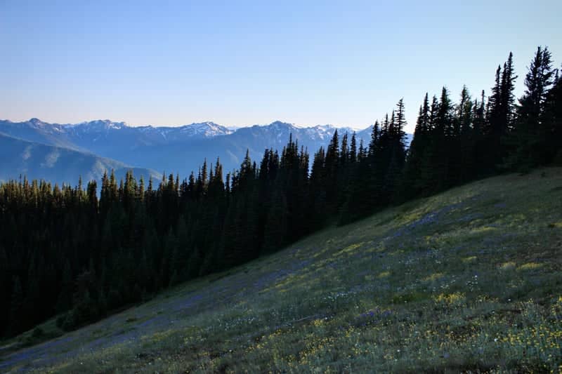 Hurricane Ridge Alpine Meadow - Image 1
