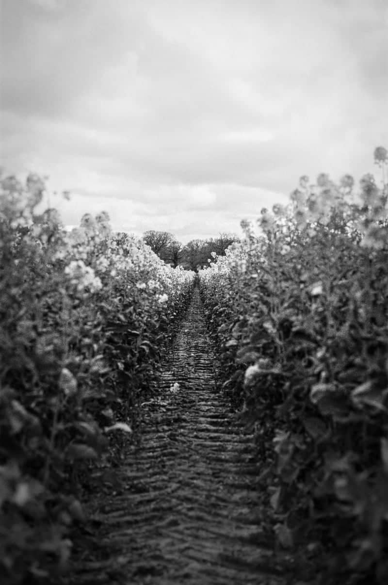 Old Knebworth Countryside Fields - Image 1