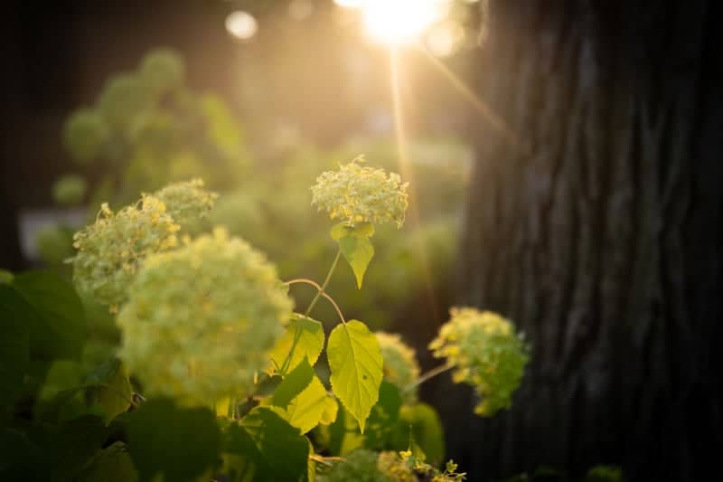 Prospect Street Garden - Image 1
