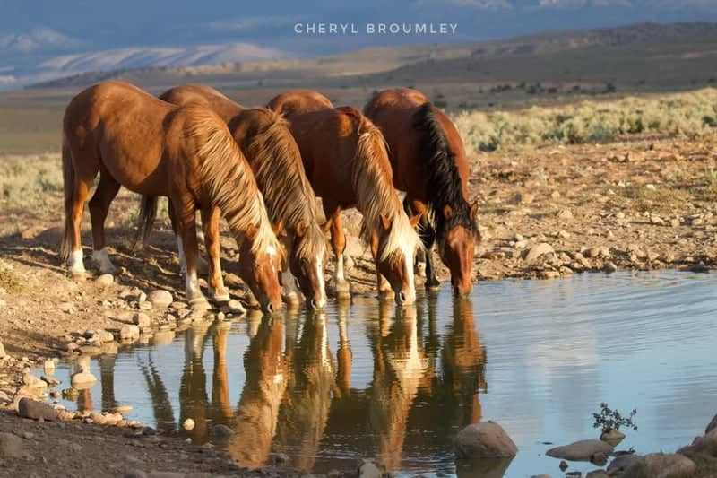Washoe Valley Wild Horses - Image 1