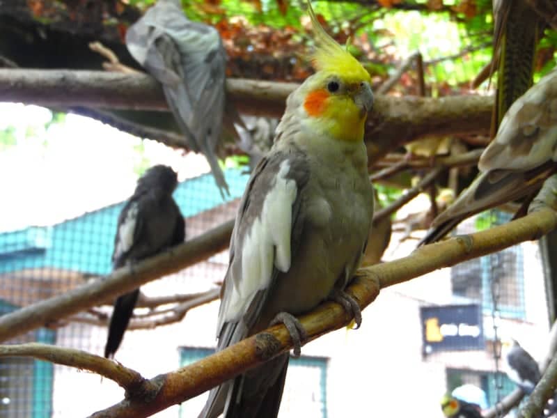 Washington Park Zoo Aviary - Image 1