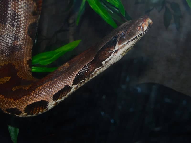 Washington Park Zoo Reptile Exhibit - Image 1