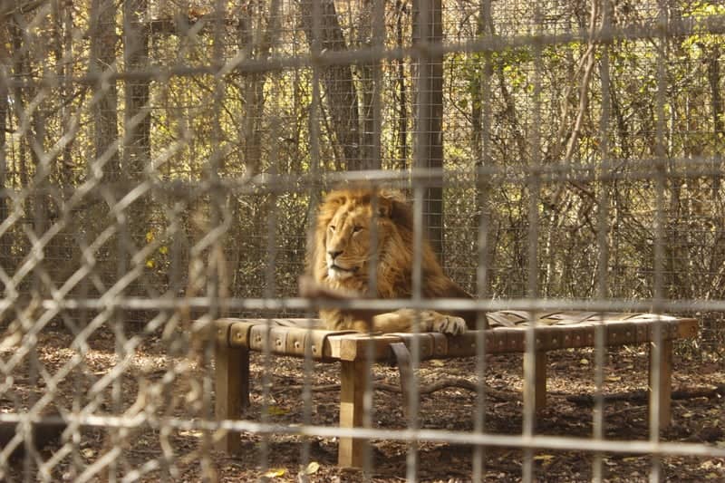 Exotic Feline Rescue Center - Image 1